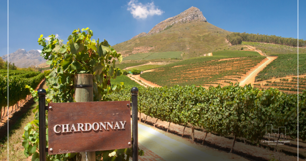 Chardonnay del Mondo: Storia, Varianti e Origini 10 chardonnay